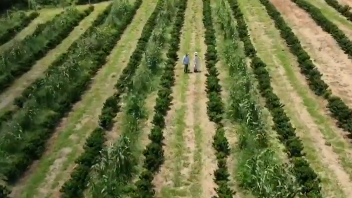 Fazenda de Ana Maria Braga. Foto: Reprodução/TV Globo