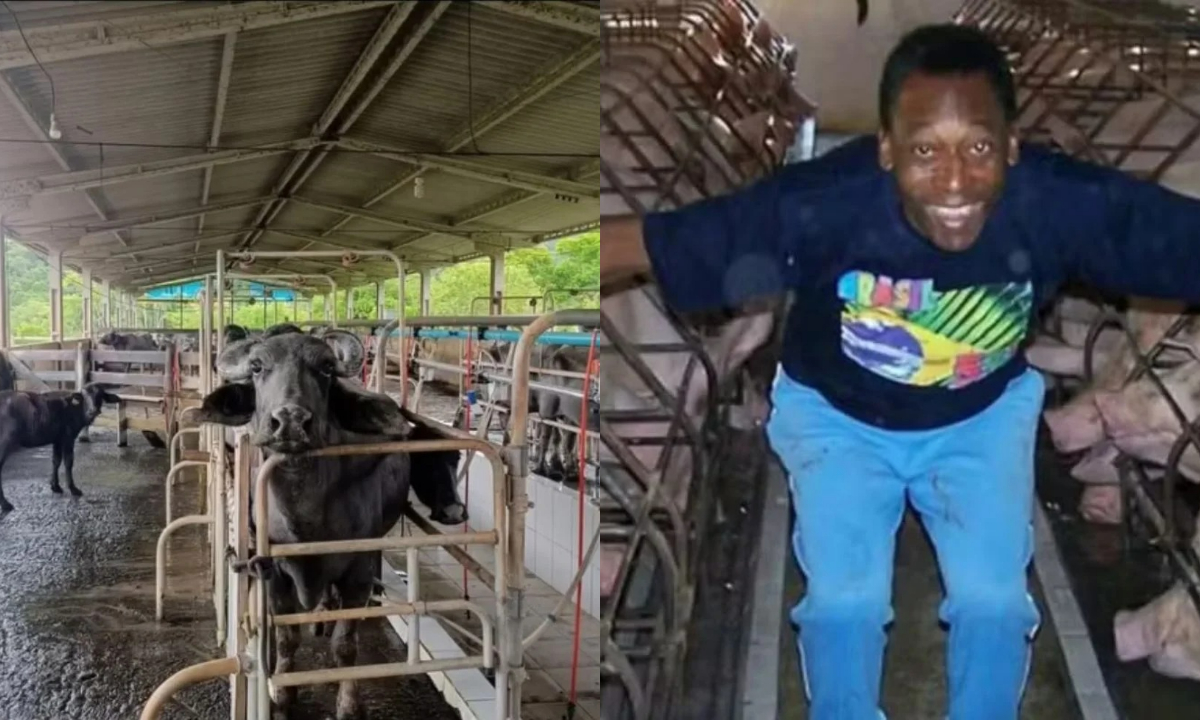 Fazenda de Pelé. Foto: Reprodução/Instagram/robertocolalilloimoveis