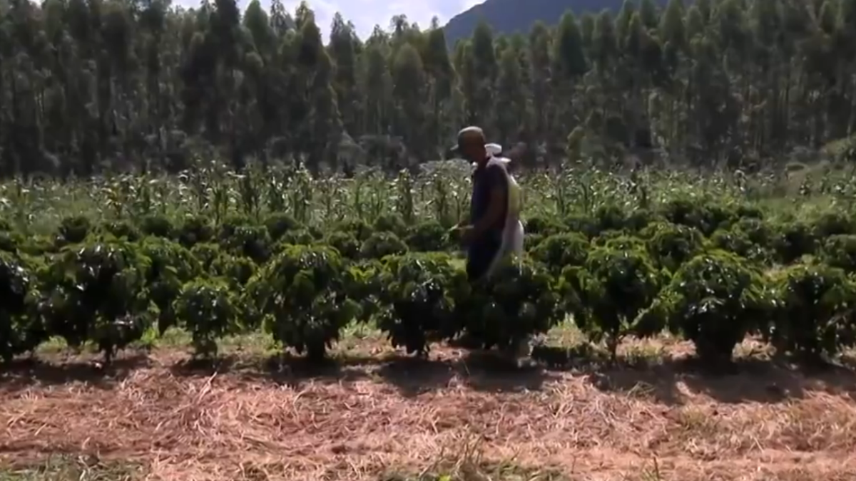 Fazenda de Ana Maria Braga. Foto: Reprodução/TV Globo