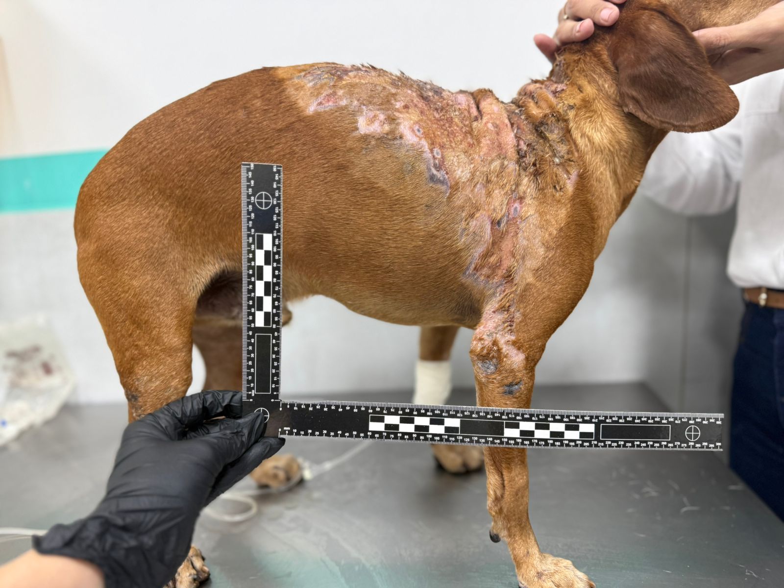 Câmeras de segurança capturaram momento em que mulher joga líquido quente no cachorro. Foto: Divulgação/PCGO