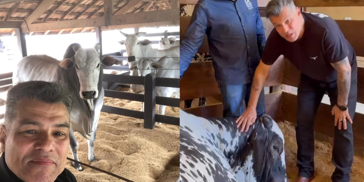 Maurício Mattar cria cavalos Mangalarga Marchador e gado Nelore em Haras. Foto: Reprodução/Instagram