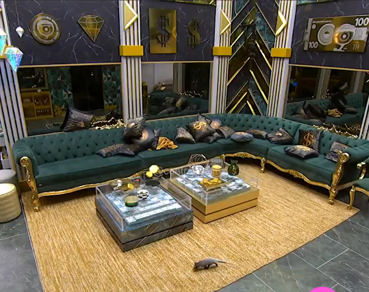 Gambá no BBB 26. Foto: Reprodução/Instagram