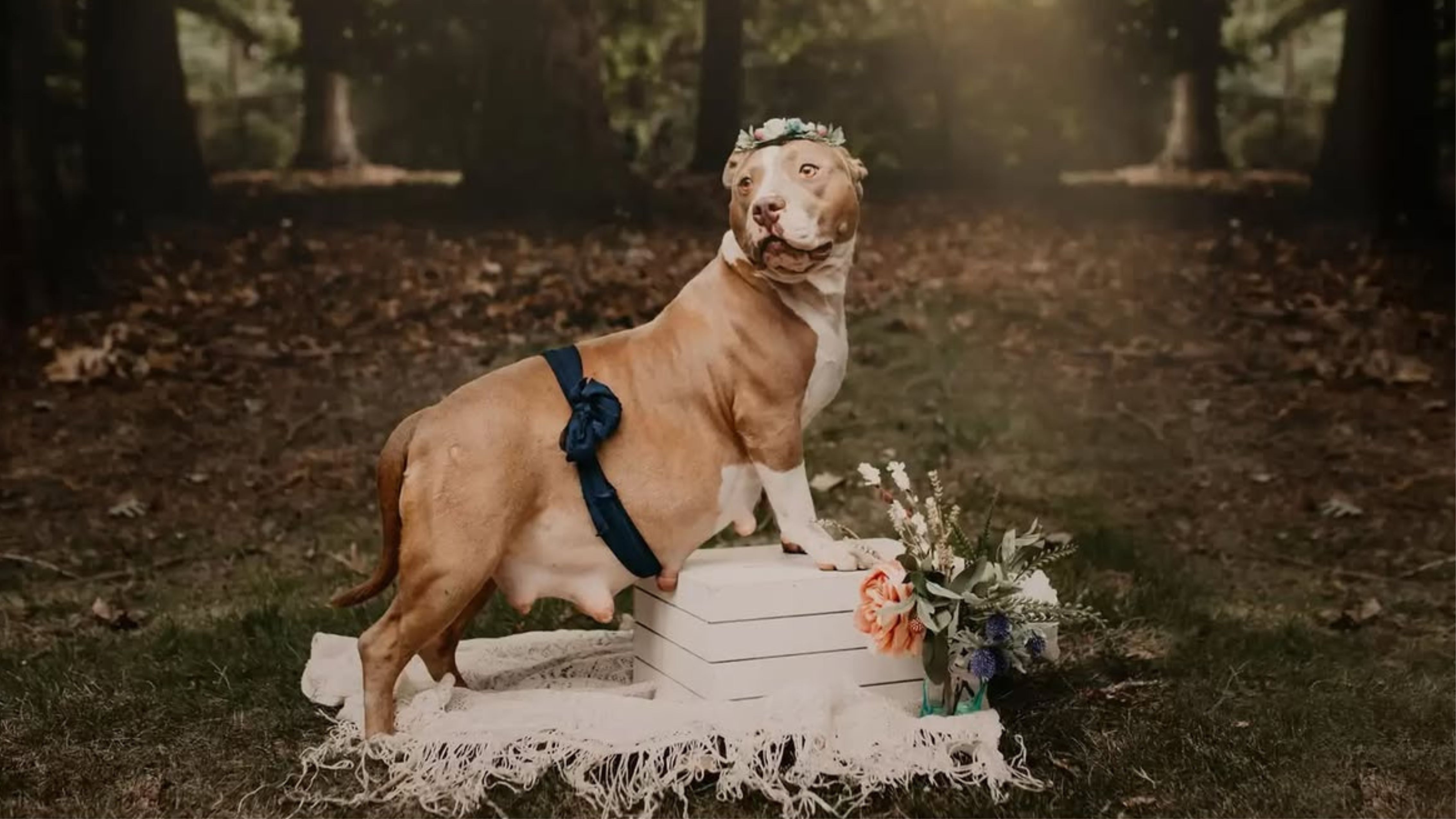 Pit bull grávida ganha ensaio de maternidade antes do parto Reprodução:@enchantedhillsphotography/@pitsandgigglesrescue