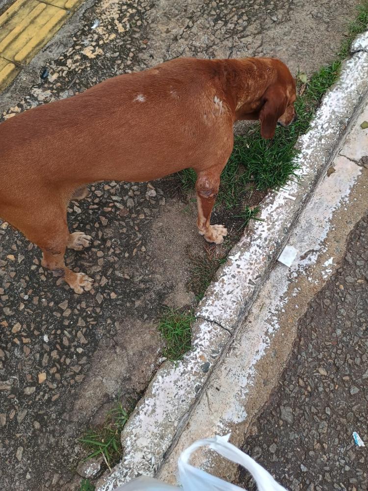 Segundo a Lei de Crimes Ambientais, quando o caso envolve cães e gatos, a punição é mais severa e pode chegar até cinco anos de prisão. Foto: Divulgação/PCGO