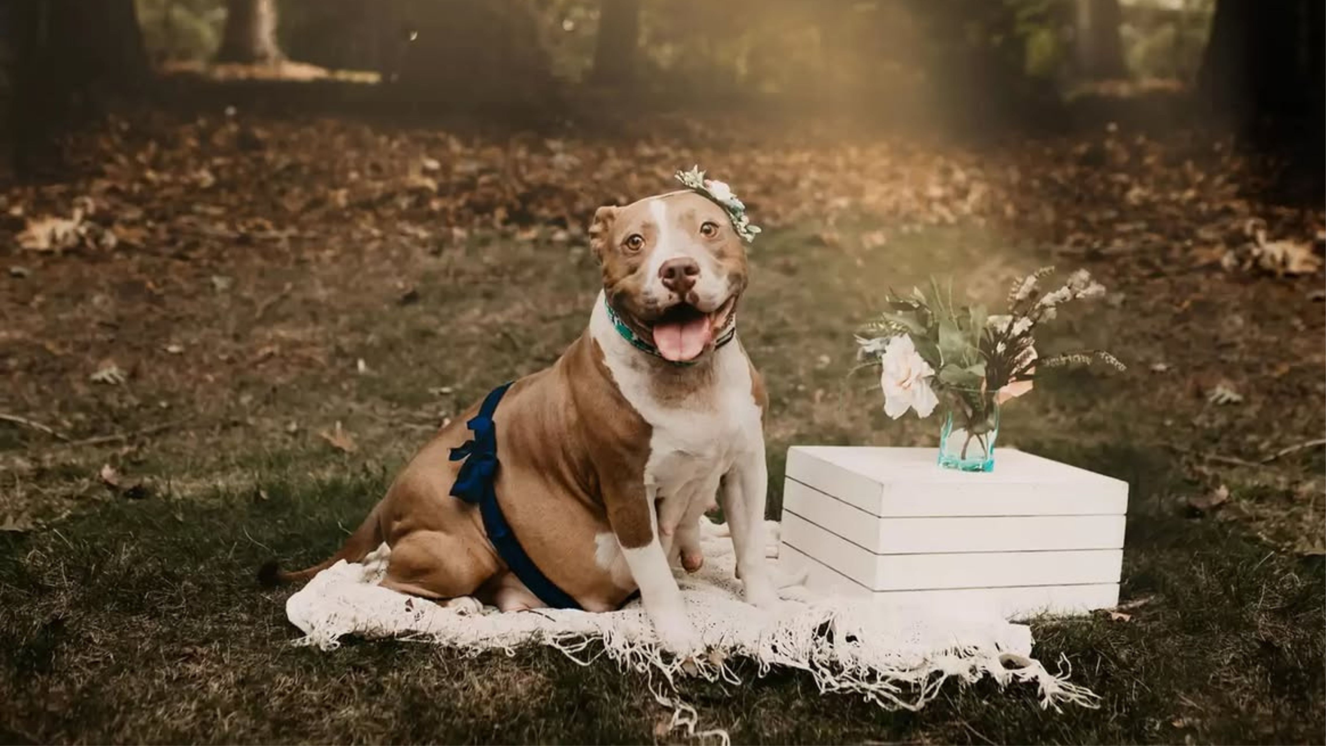 Pit bull grávida ganha ensaio de maternidade antes do parto Reprodução:@enchantedhillsphotography/@pitsandgigglesrescue
