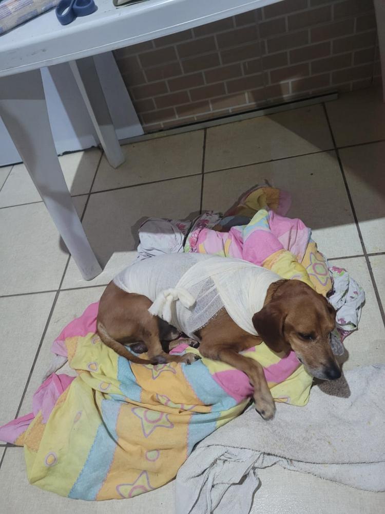 Devido os ferimentos, Jhonny teve infecção e outras complicações sérias. Foto: Divulgação/PCGO