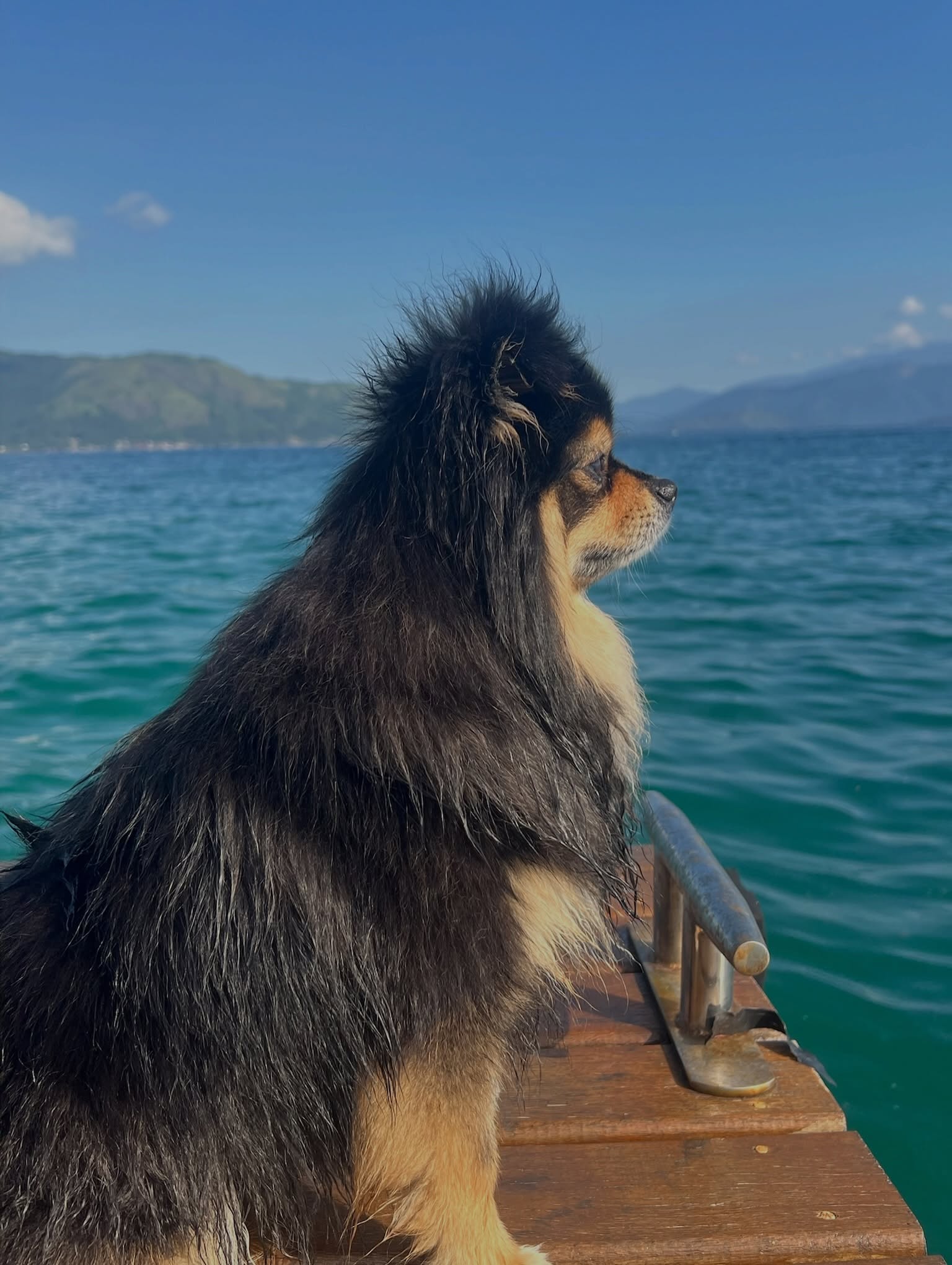 Giovanna Anttonelli posa de biquíni ao lado de cachorros.. Foto: Reprodução/Instagram