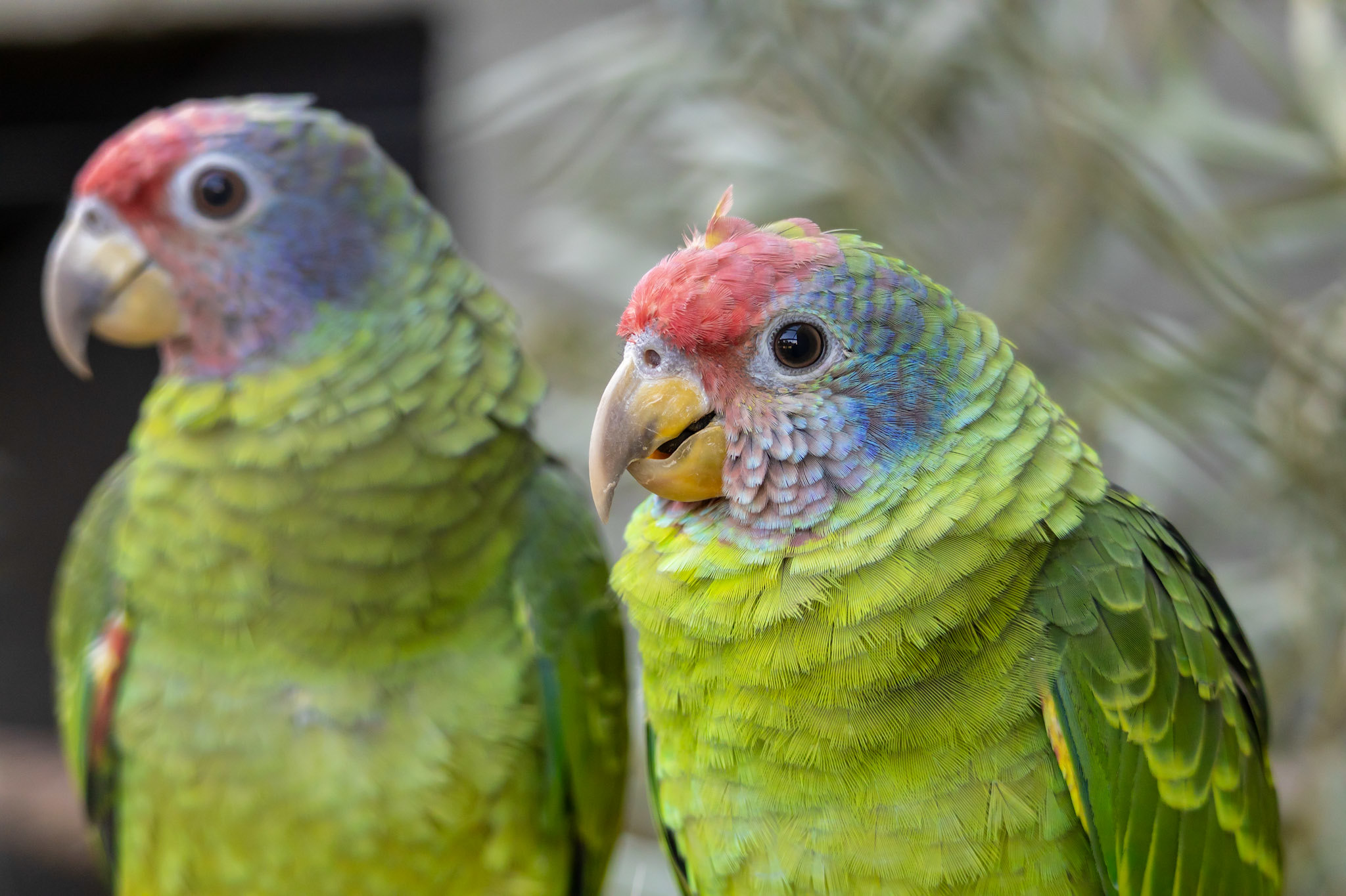 Divulgação Papagaios-de-cara-roxa no Zoológico de São Paulo Divulgação