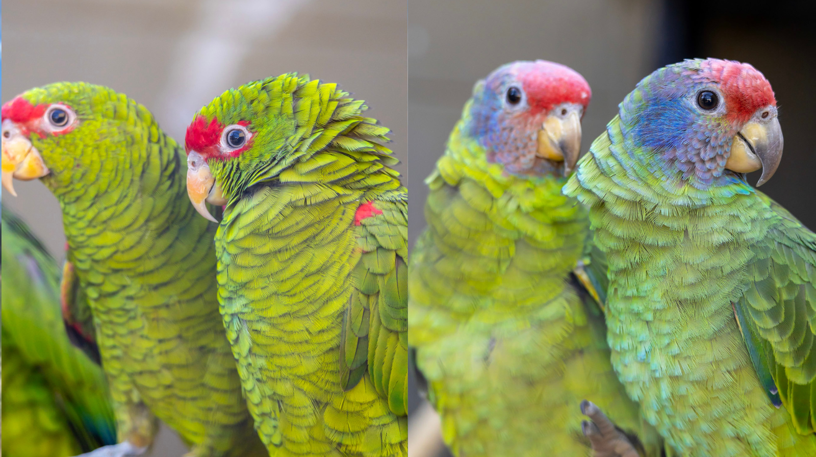 Divulgação Papagaios-de-cara-roxa e Papagaios-charão no Zoológico de São Paulo Divulgação